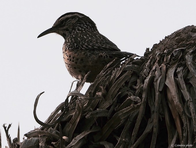 Wren in fade and good