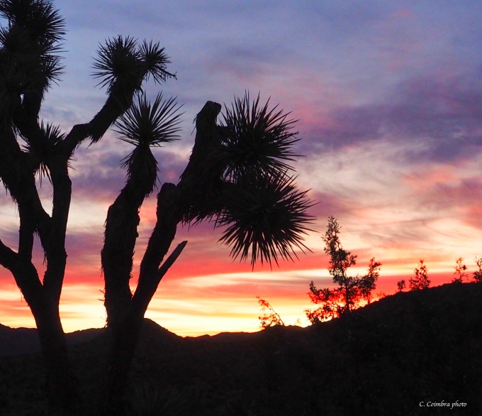 Bitchen desert sunrise