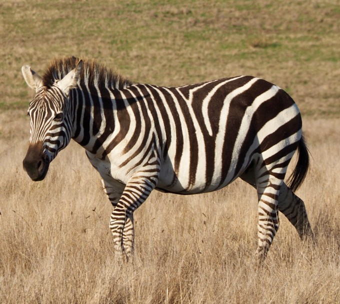 Zebra