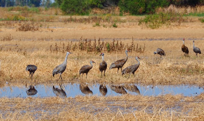 Reflecting cranes in a row