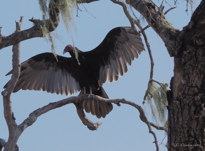 Wing opened vulture